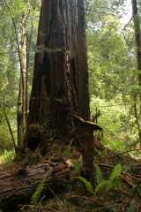20060518Redwoods0306