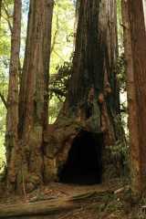 20060518Redwoods0311