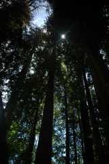 20060518Redwoods0319