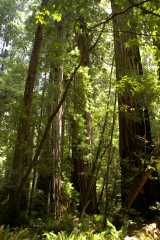 20060518Redwoods0320