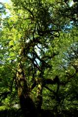 20060518Redwoods0326