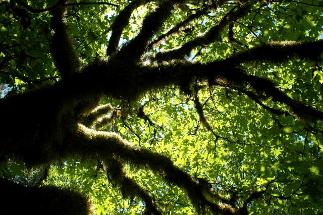 20060518Redwoods0335