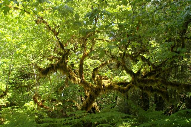 20060518Redwoods0351