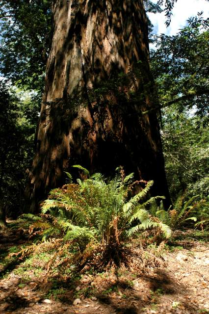 20060518Redwoods0402