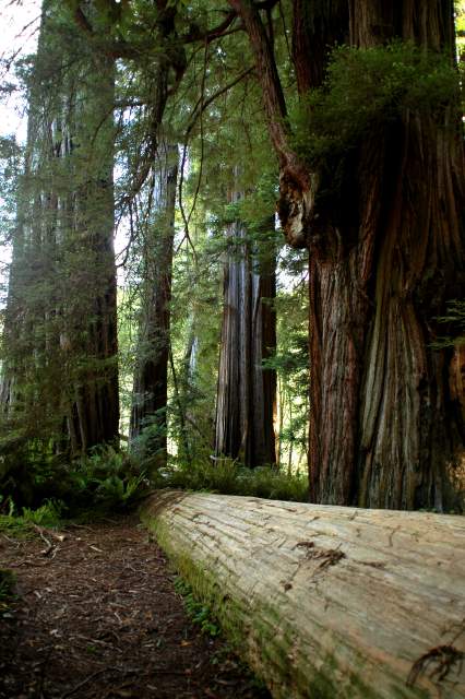 20060518Redwoods0405