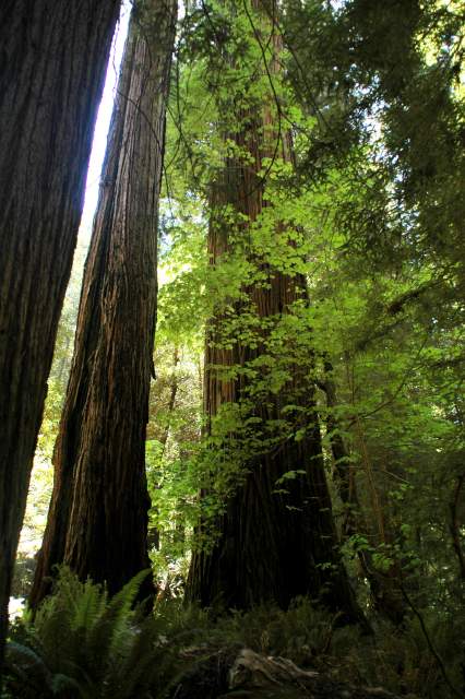 20060518Redwoods0423