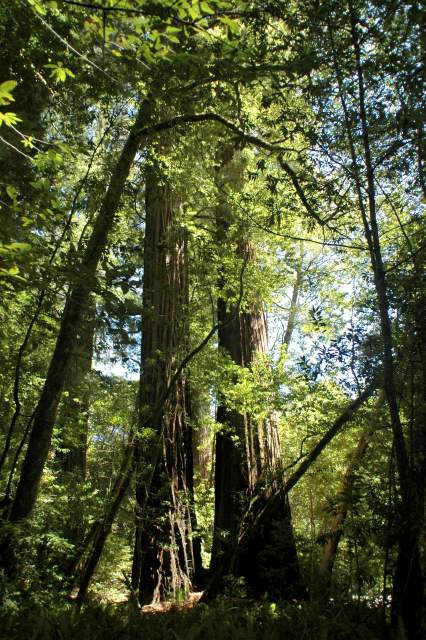 20060518Redwoods0464