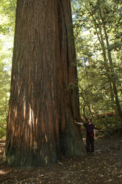 20060518Redwoods0473