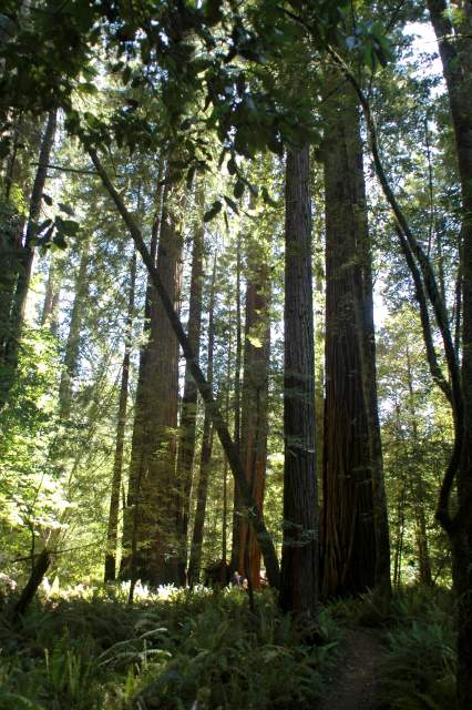 20060518Redwoods0478