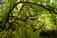 20060518Redwoods0331