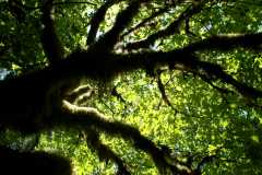 20060518Redwoods0335
