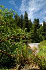 20060518Redwoods0347