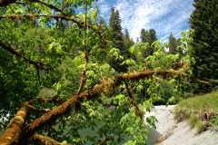 20060518Redwoods0350