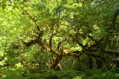 20060518Redwoods0351