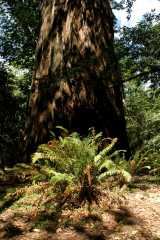 20060518Redwoods0402
