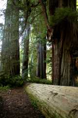 20060518Redwoods0405