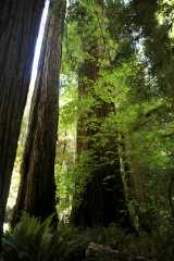 20060518Redwoods0423