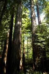 20060518Redwoods0441