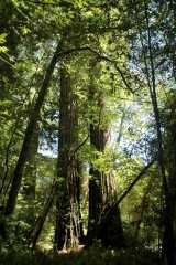 20060518Redwoods0464