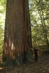 20060518Redwoods0473