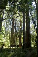 20060518Redwoods0478