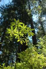 20060518Redwoods0482