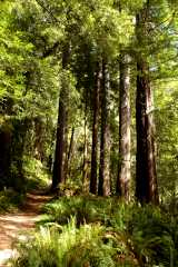 20060518Redwoods0522