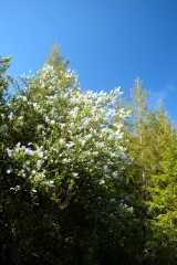 20060518Redwoods0557