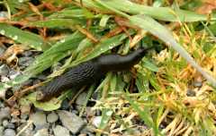 20060520HumboldtBay0933