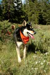 20060625Camping2298