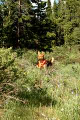 20060625Camping2303