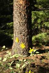 20060625Camping2322