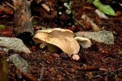 20060907Camping4709