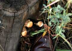 20060907Camping4746
