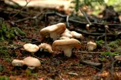 20060907Camping4813