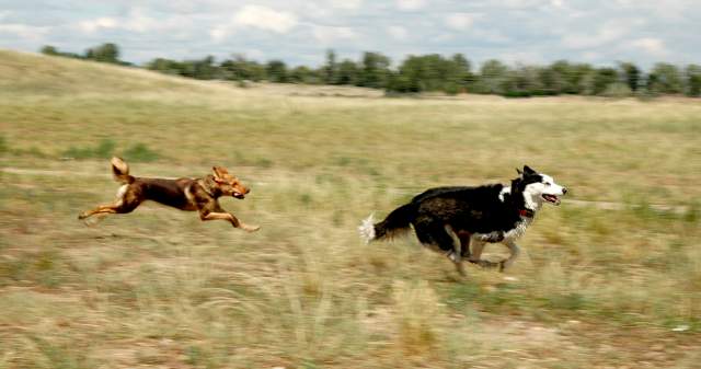 20060826DogPark4305