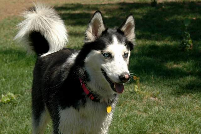 20060826DogPark4415