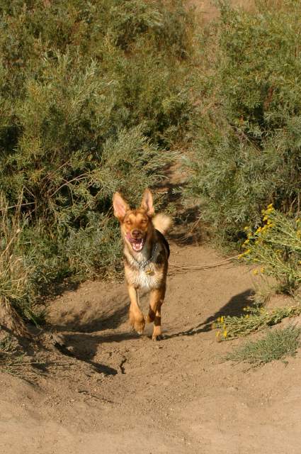 20060911DogPark4952