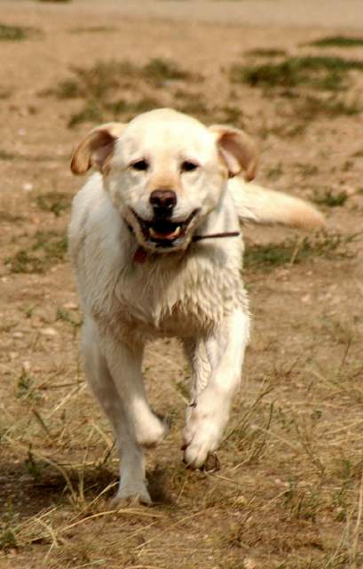 20060911DogParkFinn4996