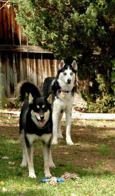 20060921Dogs5026