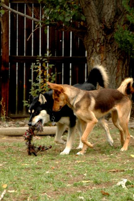 20060921Dogs5035