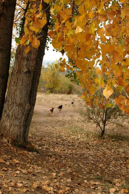 20061014DogPark6095
