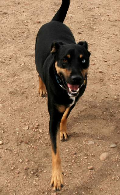 20061014DogPark6186