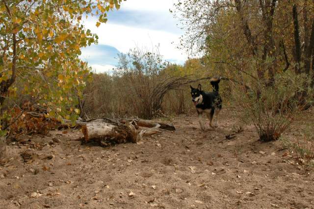 20061014DogPark6235