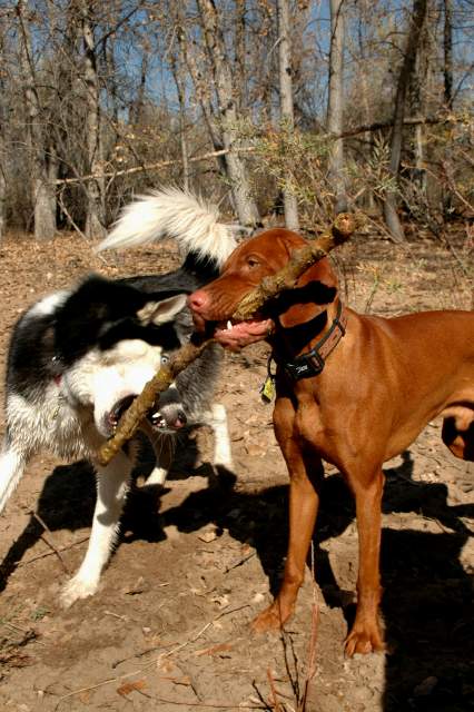 20061022DogPark6784