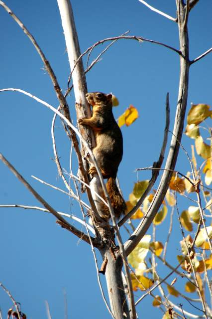 20061022DogPark6860