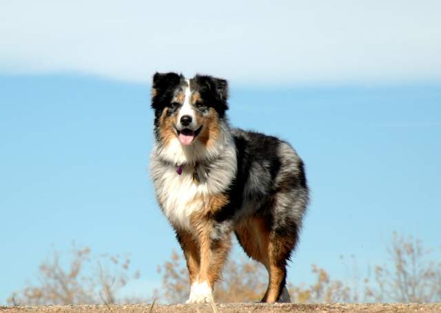 20061110Dogs7000
