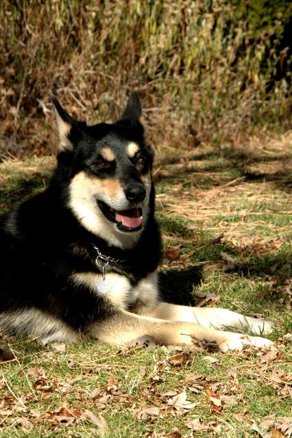 20061110Dogs7014