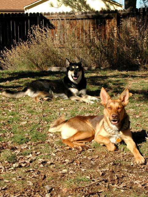 20061110Dogs7019