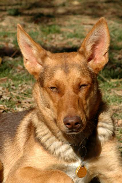 20061110Dogs7024